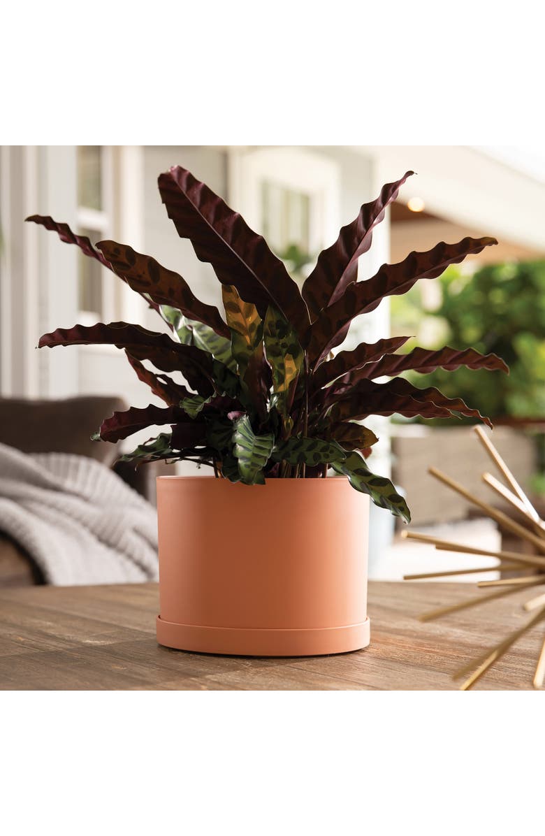 Bloem Mathers 6.5W x 8.5"H Gardening Planter with Saucer Tray, Muted Terra Cotta, Alternate, color,