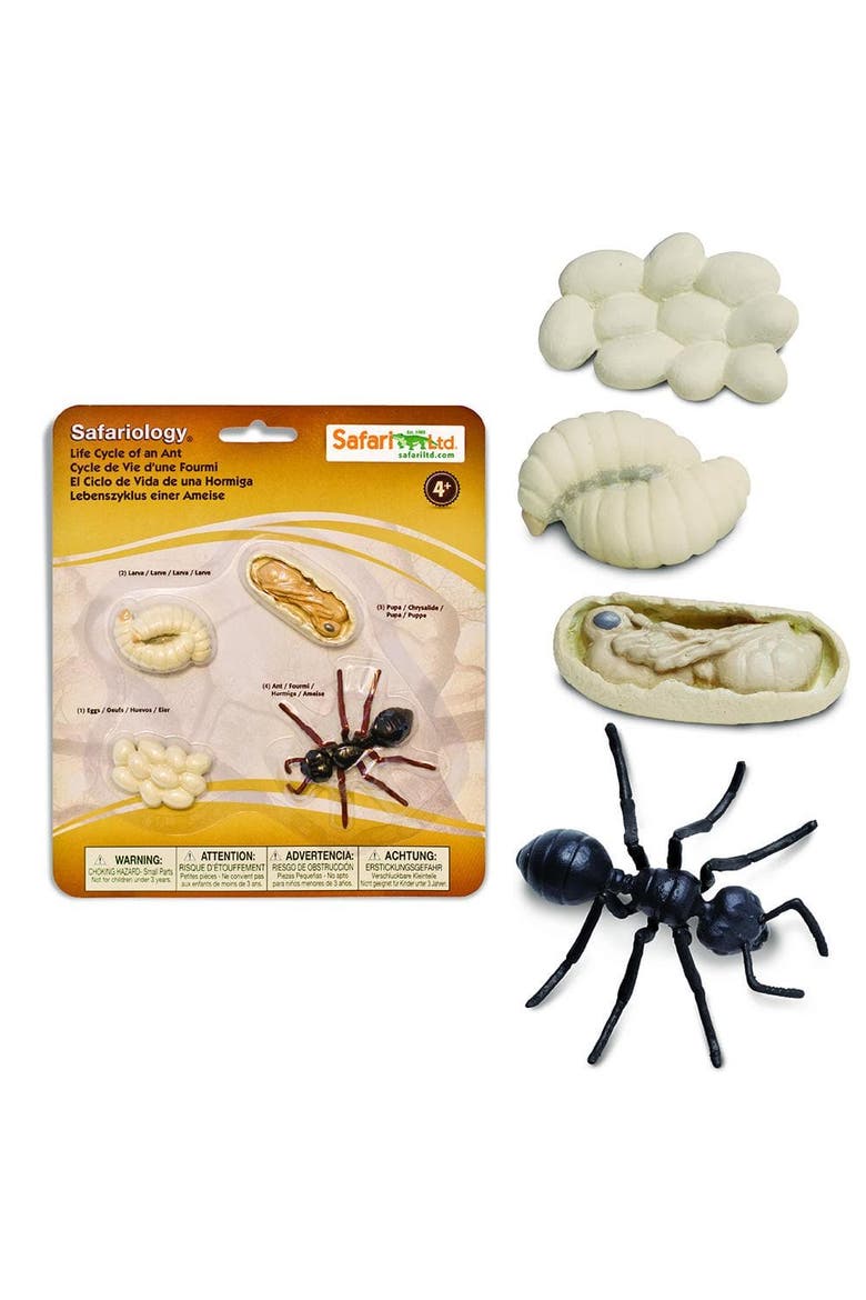 Life Cycle Of An Ant, Alternate, color, No Color