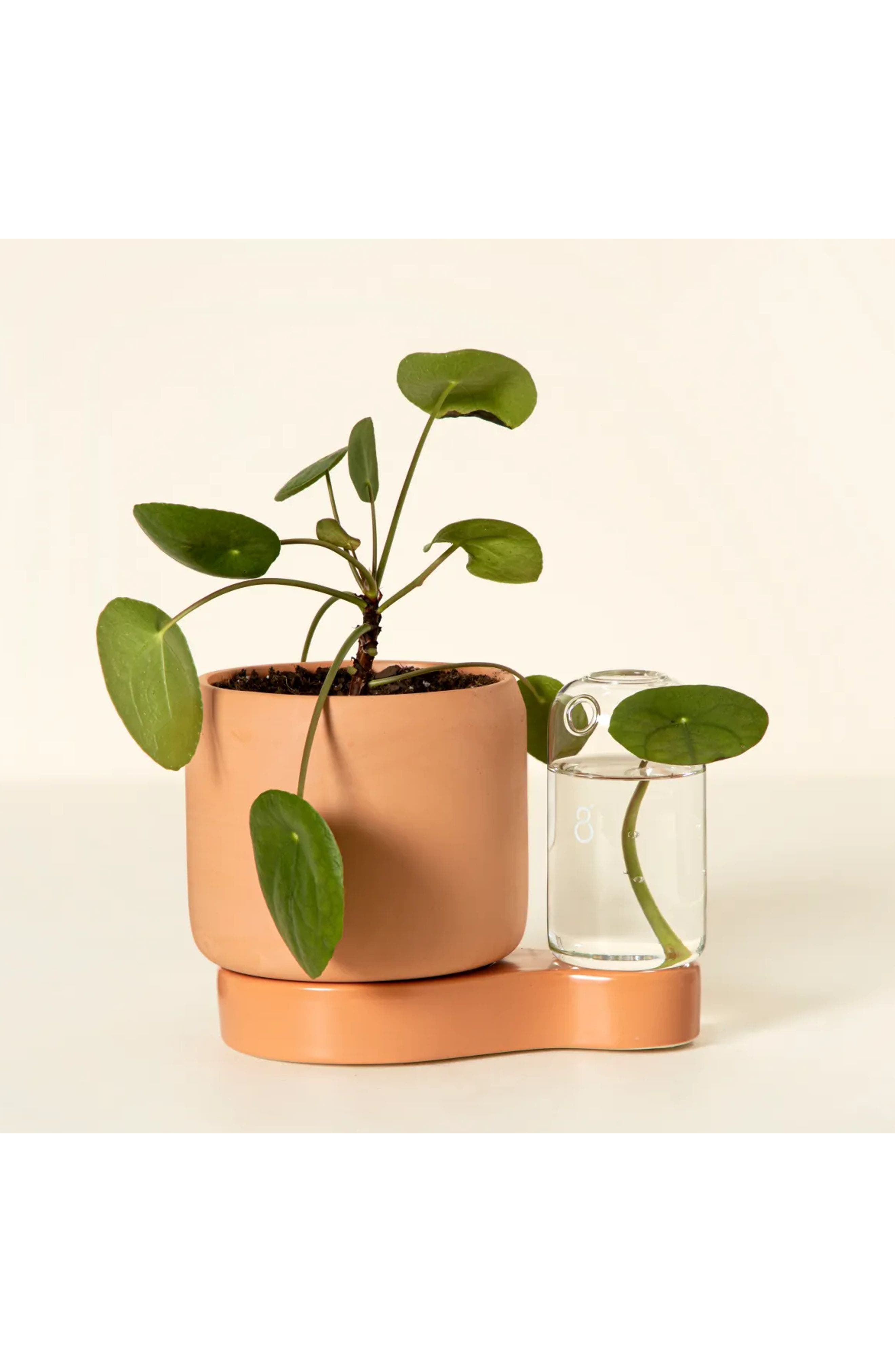 Self-Watering Planter & Propagation Station by Greenfinity in Light Brown 