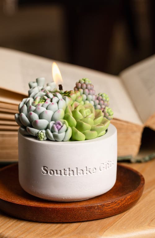 Southlake Gifts Assorted Succulent Candle With Concrete Vessel In Light Gray/off-white