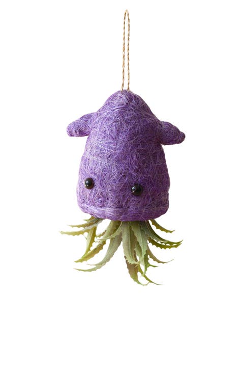 Coco Coir Hanging Planter for Air Plants