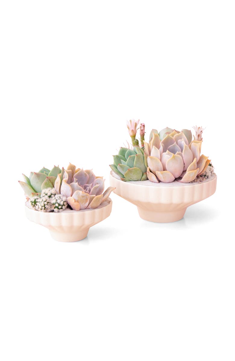 Jungle Club Delphine Low Bowl, Main, color, Vintage White