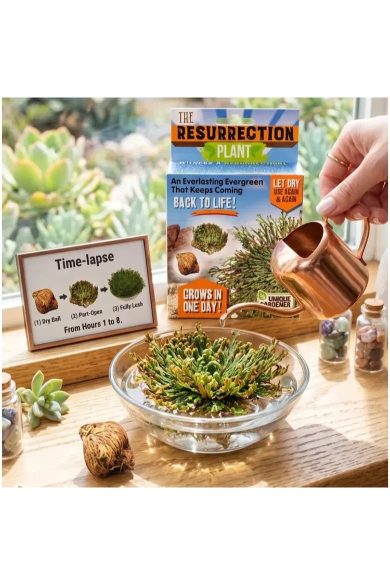 Resurrection Plant Grow Kit - Indoor Plant Seed Starter Easy Grow Desert Rose of Jericho, Alternate, color, None