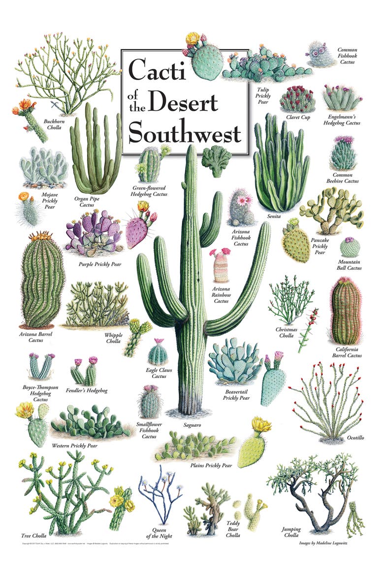 Cacti of the Southwest 1000 Piece Puzzle, Alternate, color, Multicolor
