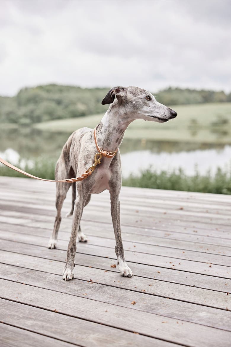 Robin Dog Collar, Alternate, color, Natural