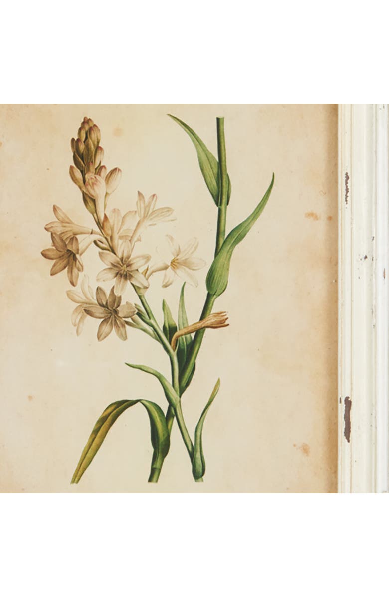 Napa Home & Garden Framed Wild Flower Botanical Prints Set of 12, Alternate, color, Beige