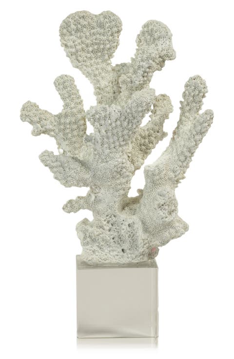 Coral on Base Decor