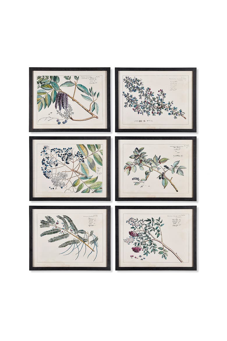 Berry Branch Botanical Study, Set Of 6, Main, color, Blue