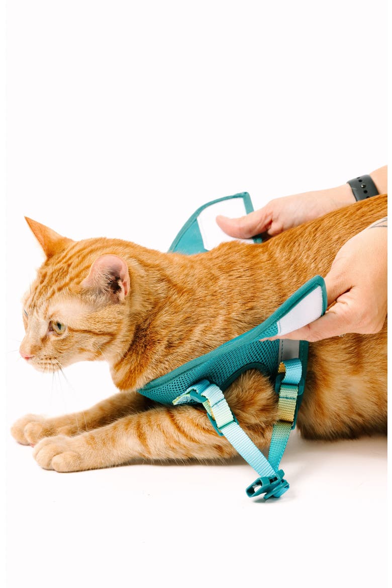Joey Cat Harness and Leash Set, Alternate, color, Joey