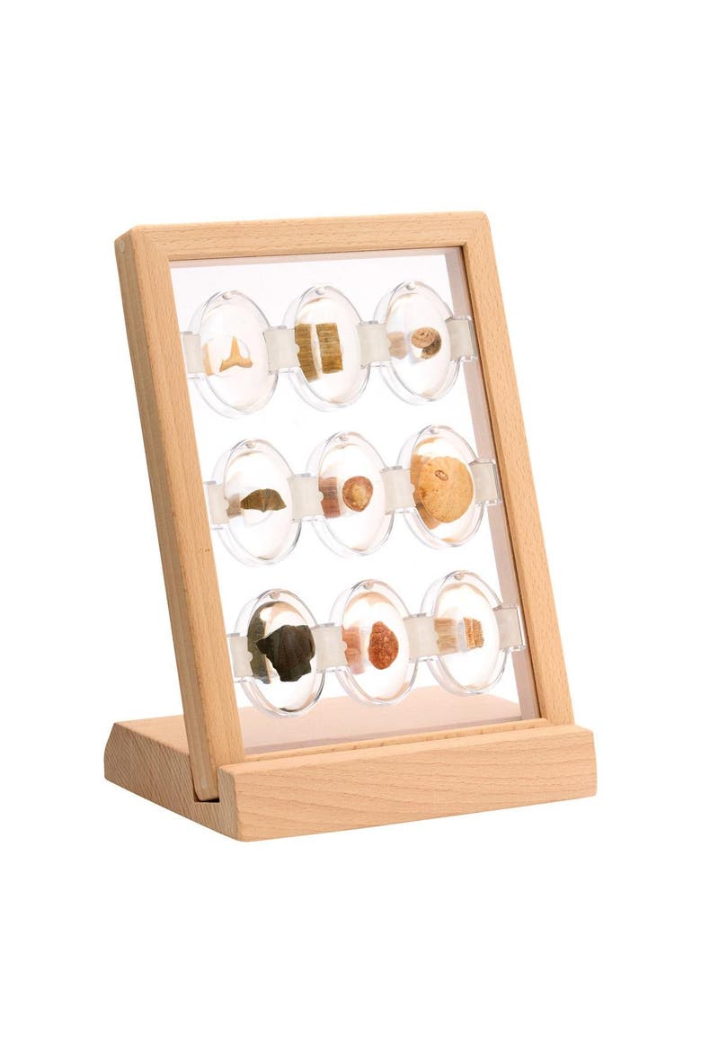 Specimen Stones Fossils - 9 Stones, Alternate, color, Multicolored