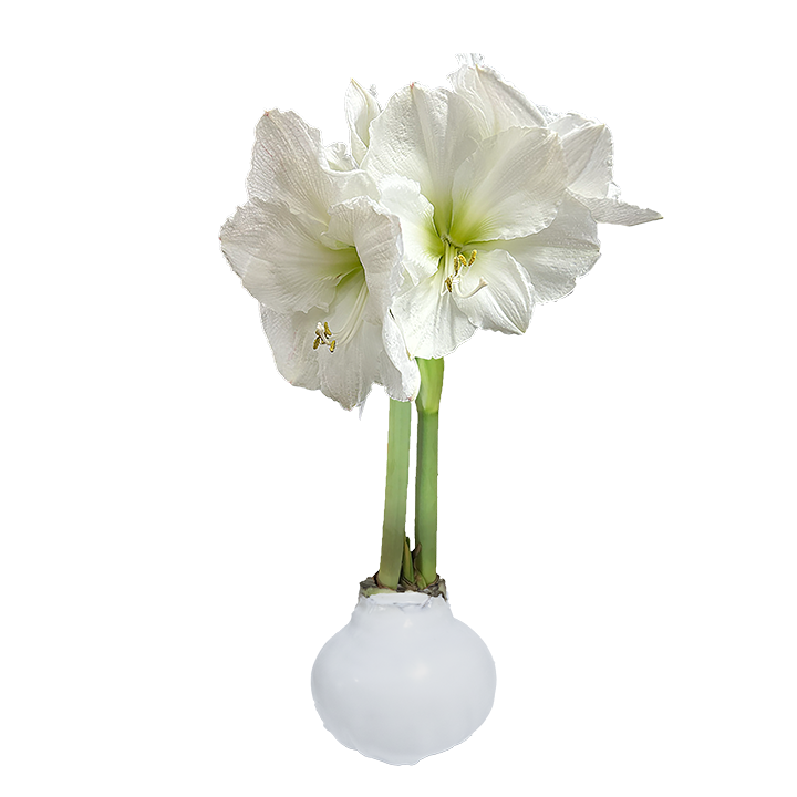 White Wax