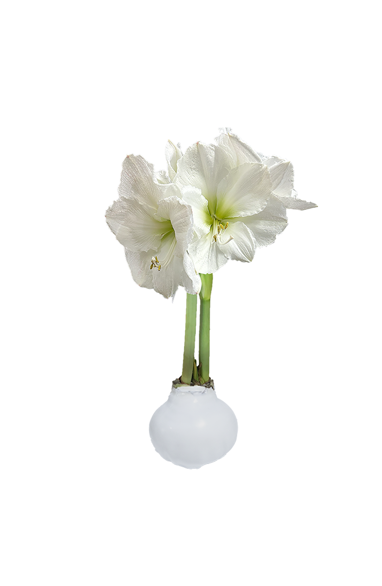 Daylily Nursery White Flower Base 36+, Main, color, White Wax