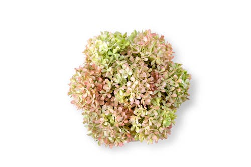 COCOBELLA COCOBELLA OZIAS GOLD SNOWBALL HYDRANGEA