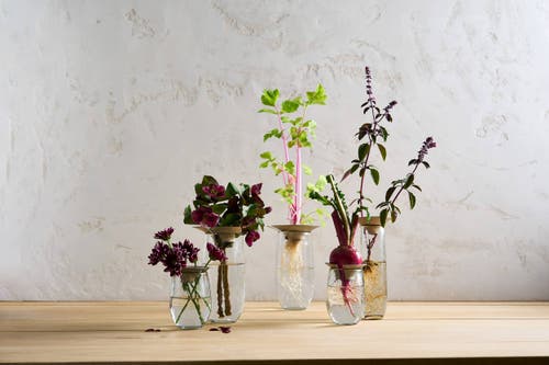 The Collective Floral Propogate Assorted In Nickel