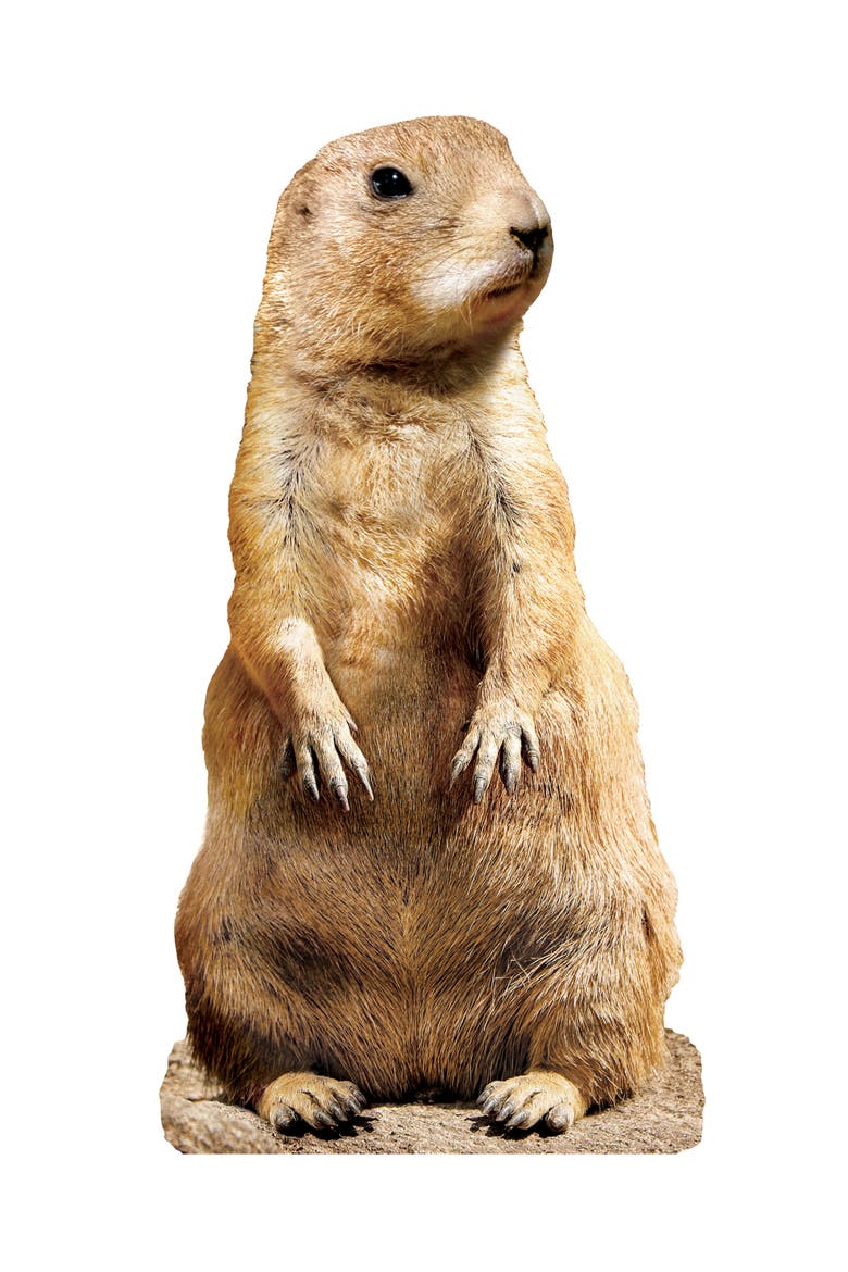 Prairie Dog 100 Piece Shaped Puzzle, Alternate, color, Multicolor