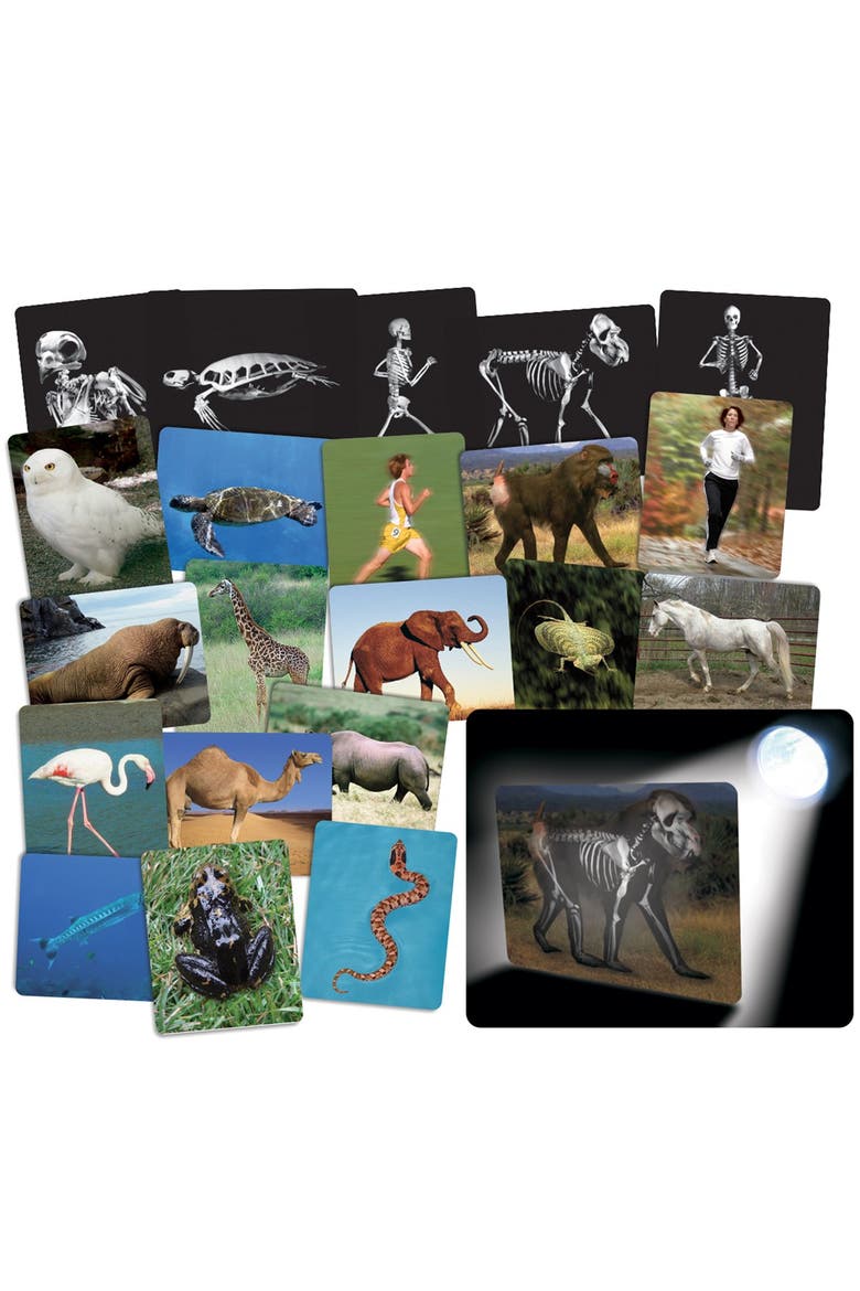What's Inside Animals?, Main, color, Multicolor