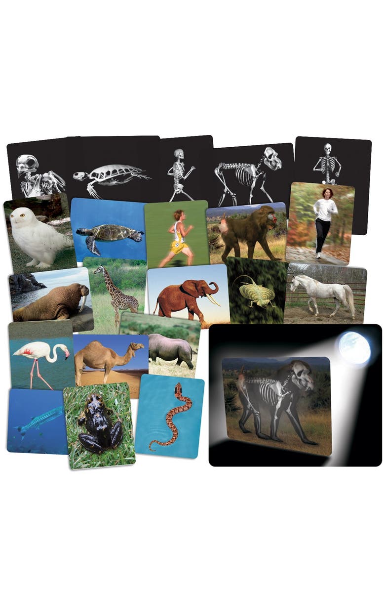 Roylco What
s Inside Animals?, Main, color, Multicolor