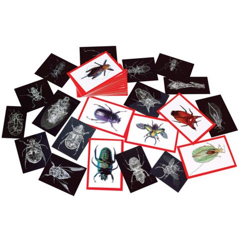 Insect X-Ray and Picture Cards