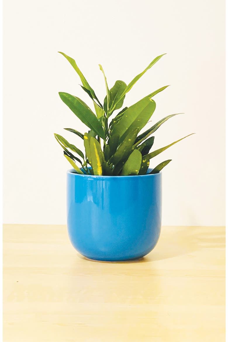The Mug Small Glossy Ceramic Plant Pot, Alternate, color, BLUE
