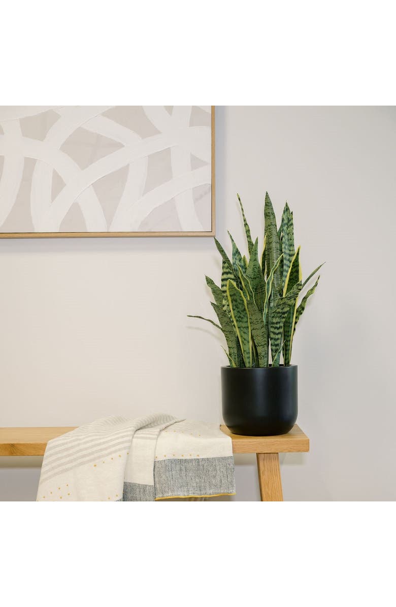 CG Hunter 30" Snake Plant, Alternate, color, Green