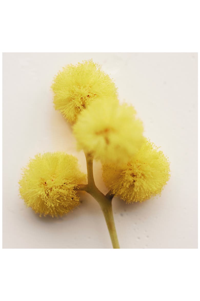 Atelier des Fleurs Herba Mimosa Eau de Parfum, Alternate, color, NO COLOR