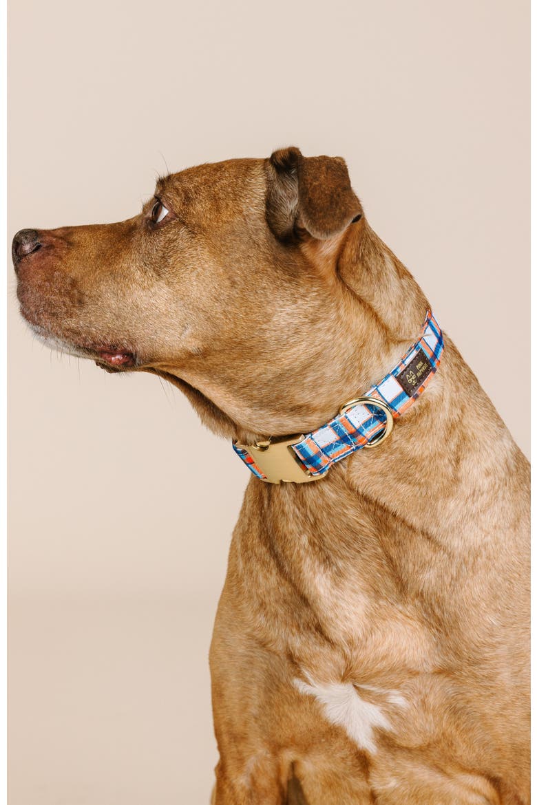 Ringo Dog Collar, Alternate, color, Ringo