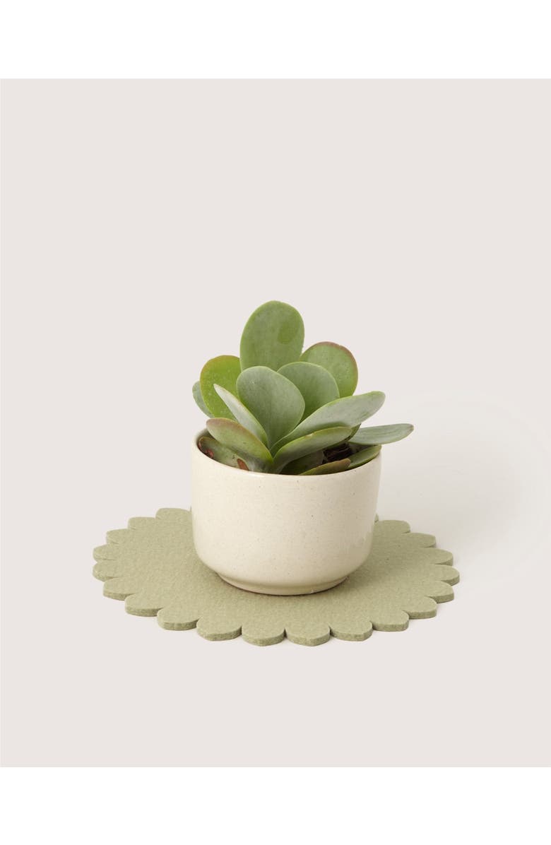 Graf Lantz Crest Merino Wool 10" Trivet, Main, color, Dew