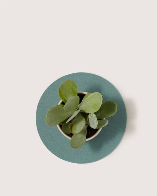 Graf & Lantz Graf Lantz Merino Wool 10" Round Trivet In Green