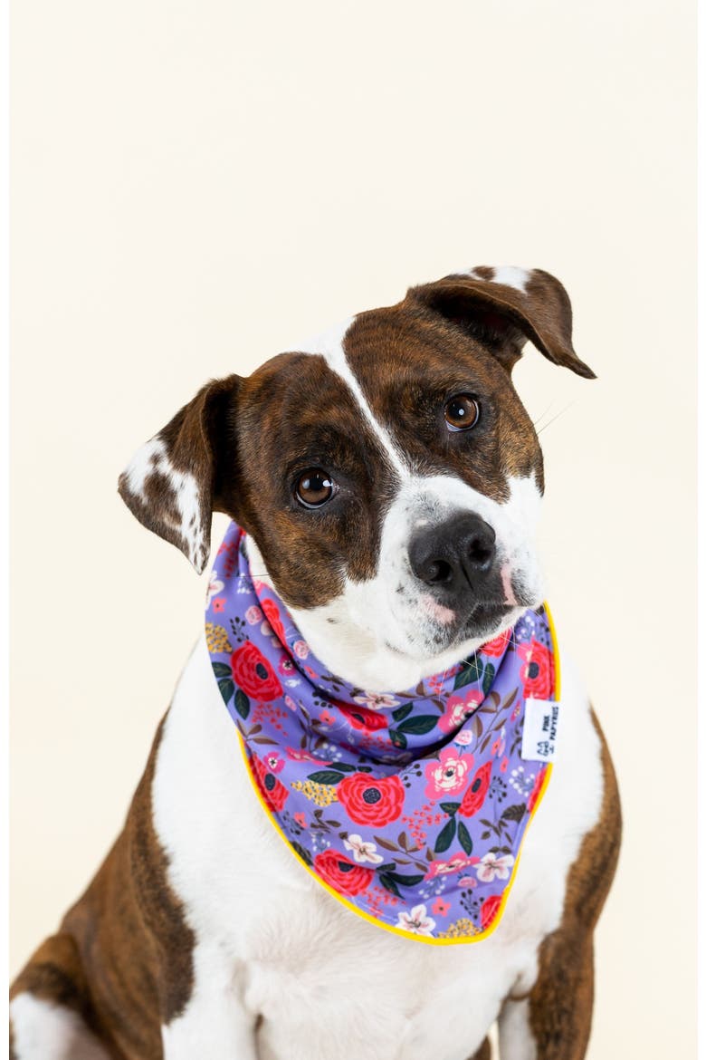 Vera Pet Bandana, Alternate, color, Vera