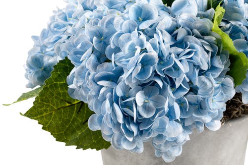 Cocobella Ryann Realtouch Hydrangea Arrangement In Azure