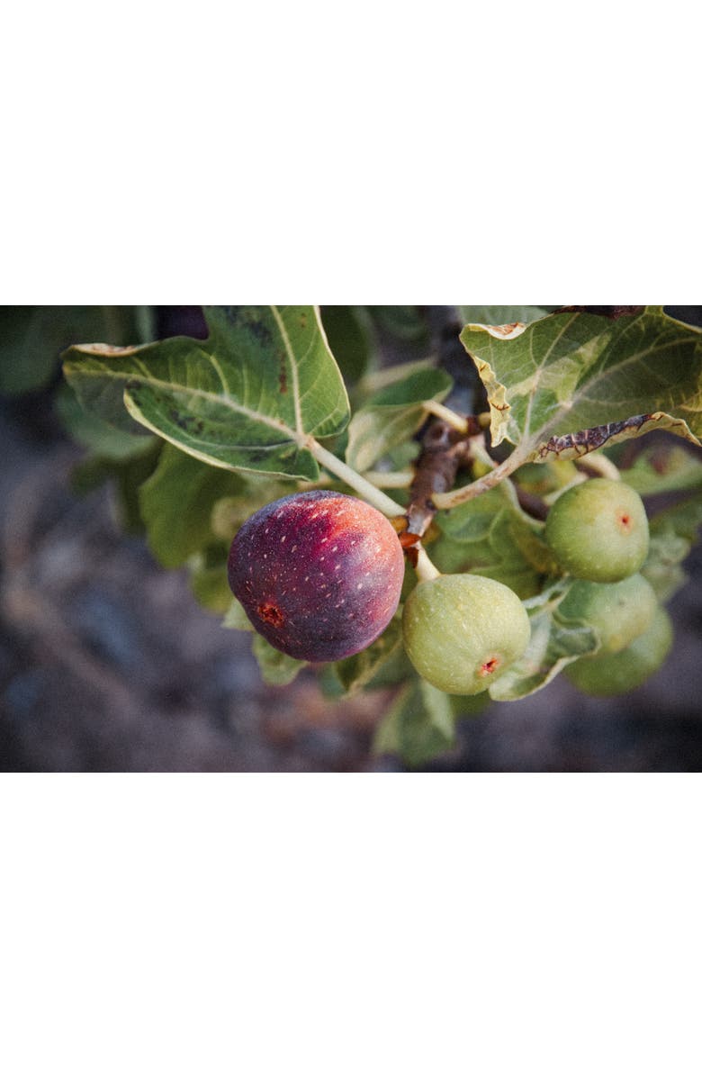 Delfino Fig Scented Insert Refill for Car Diffuser, Alternate, color, White