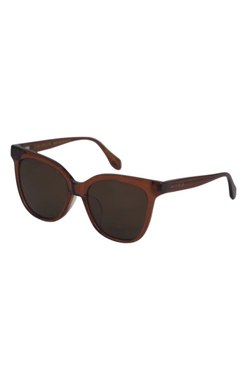 Mohala Eyewear Mahina 56mm Low Bridge Wide Width Polarized Cat Eye Sunglasses In Brown