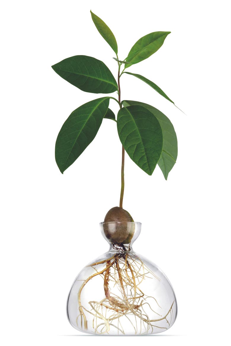 Avocado Vase, Main, color, CLEAR