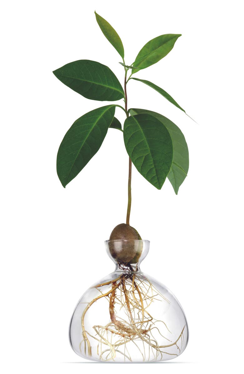 ILEX STUDIO Avocado Vase, Main, color, Clear