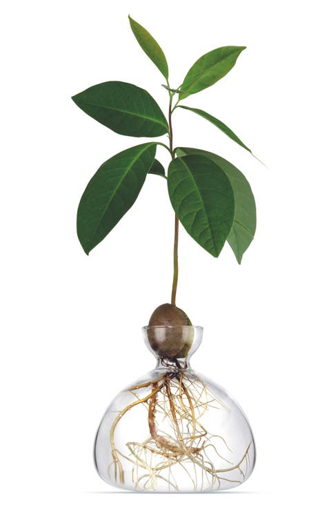 Avocado Vase