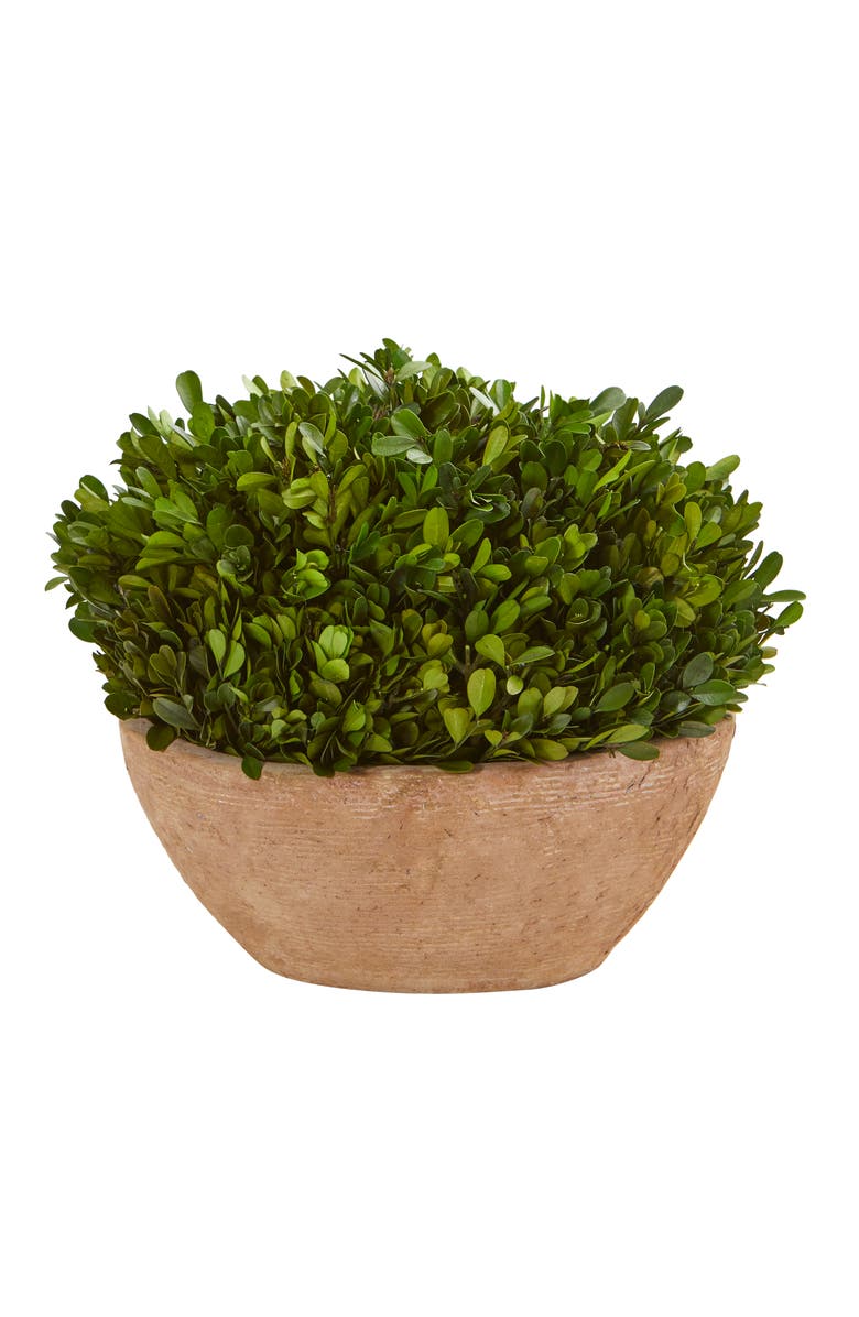 NEARLY NATURAL 12-in Boxwood Preserved Plant in Oval Planter, Main, color, Green