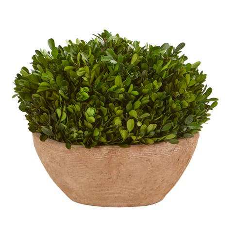 12-in Boxwood Preserved Plant in Oval Planter