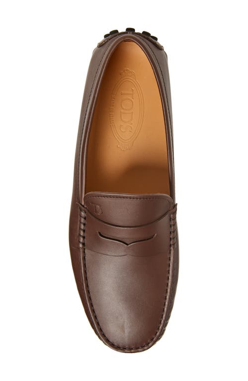Tod's Penny Loafer In Marrone Africa