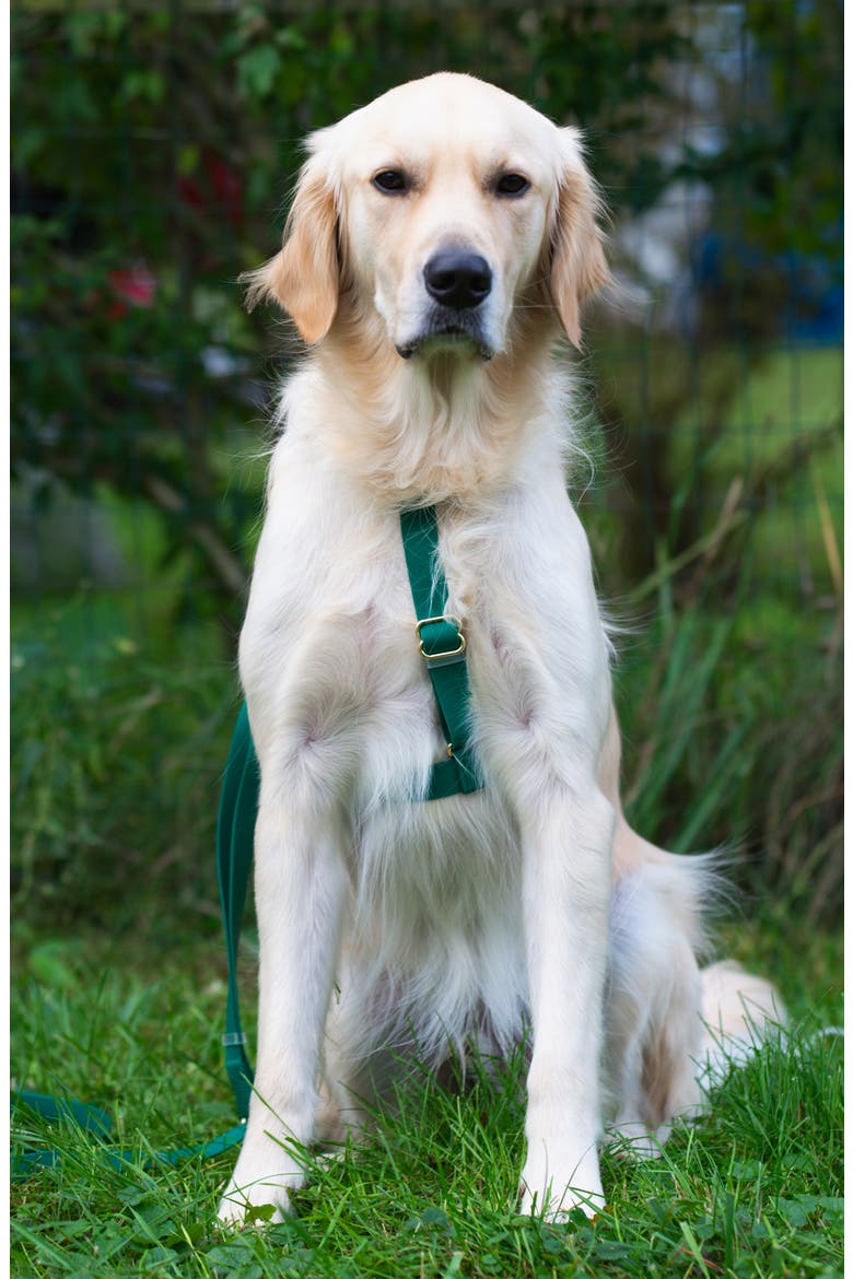 Cloud Lite Waterproof Dog Harness, Alternate, color, MEADOW GREEN