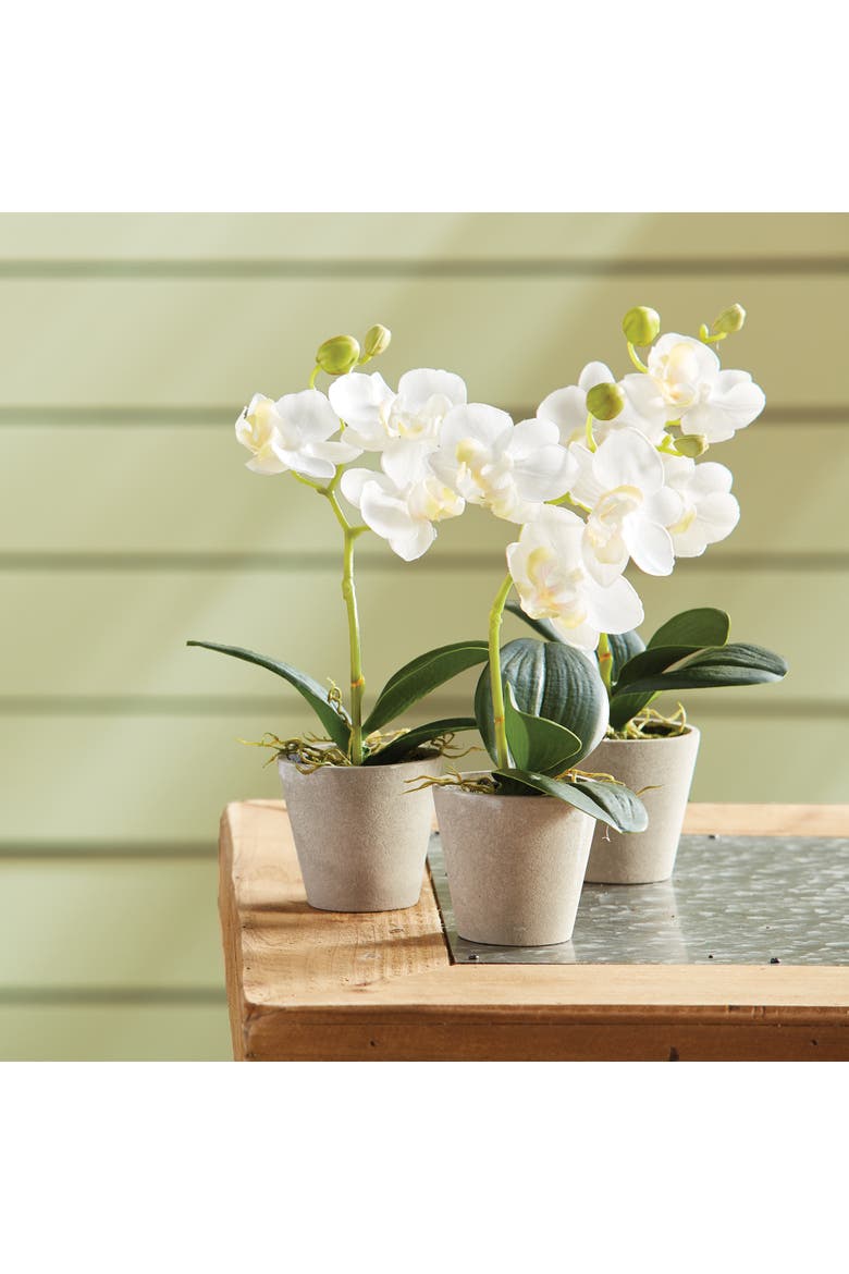 Mini Phalaenopsis 9" Potted Set of 12, Alternate, color, White