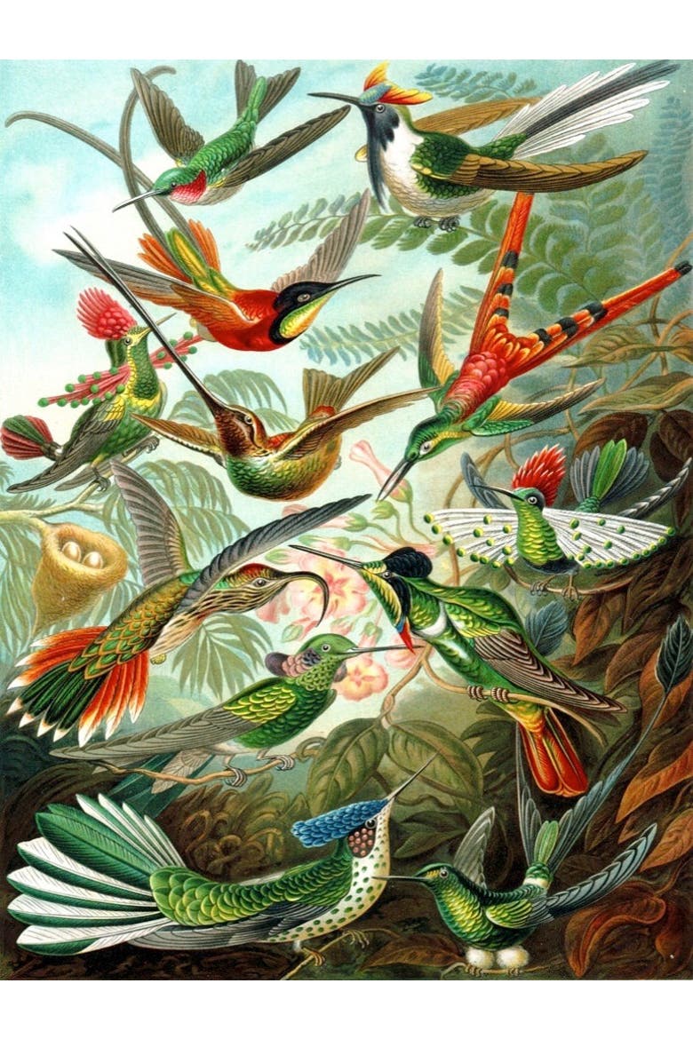 Hummingbirds 1000 Piece Puzzle, Alternate, color, No Color