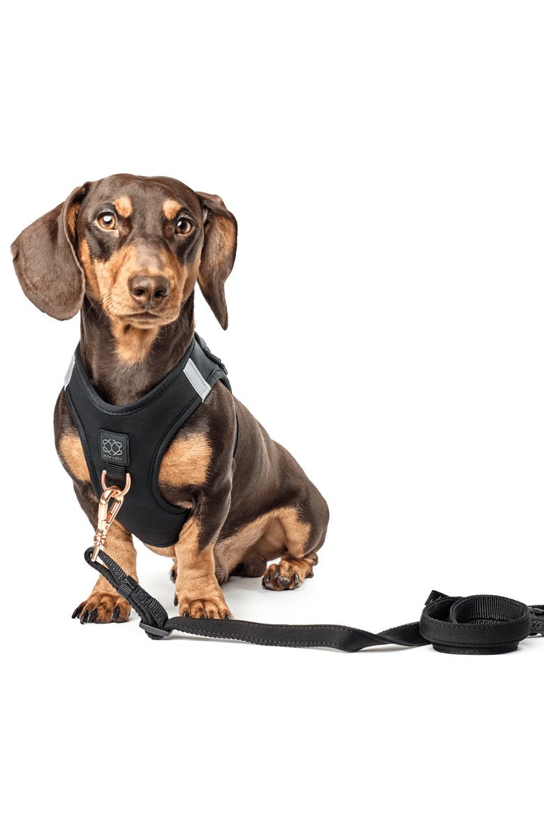 City Dog Leash, Alternate, color, Rockstar - Small