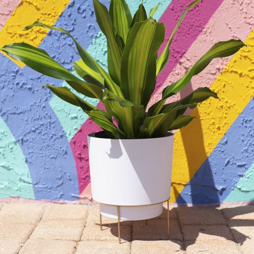 Bloem Hopson 14" Casper White Planter W/ Metal Gold Stand Made Of Durable Resin In White