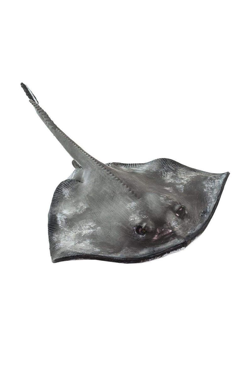 Sting Ray Toy, Alternate, color, No Color