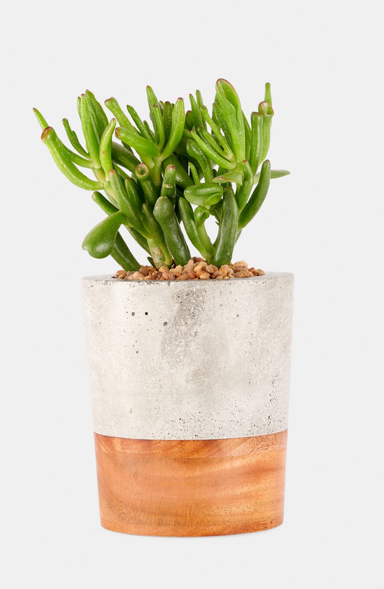 Uncommon James by Kristin Cavallari Concrete & Wood Planter, Alternate, color,