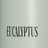  Eucalyptus