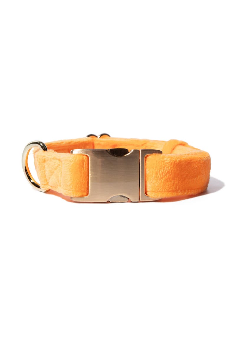 Ezra Dog Collar, Main, color, Ezra