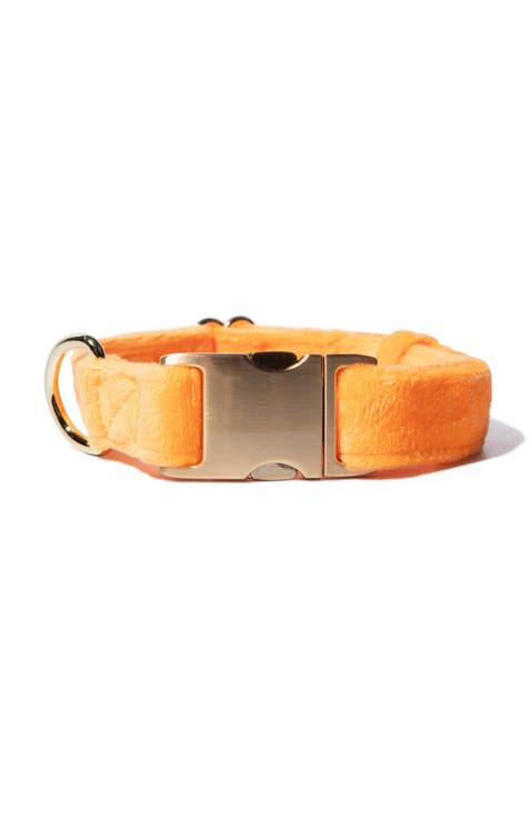 Ezra Dog Collar