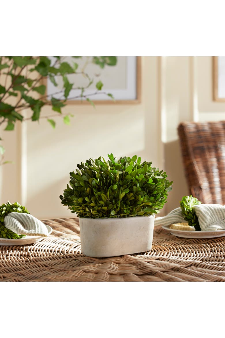 Boxwood Bush In Oval Pot, Alternate, color, Green