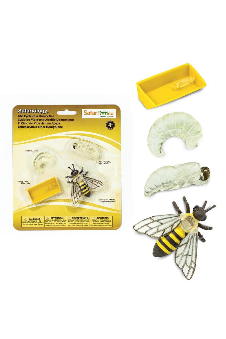 Life Cycle Of A Honey Bee, Alternate, color, No Color